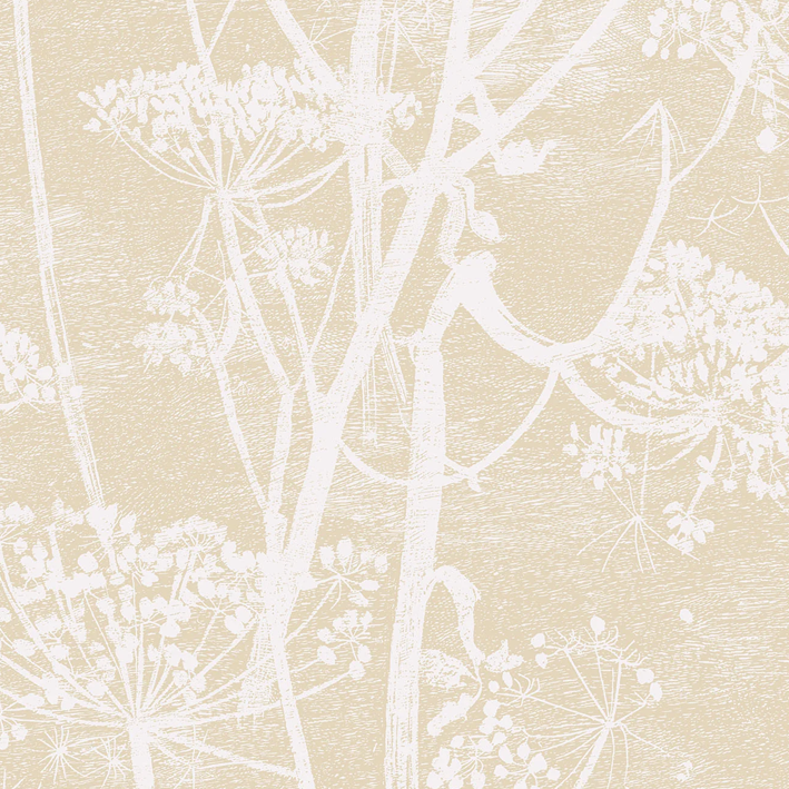 Cow Parsley