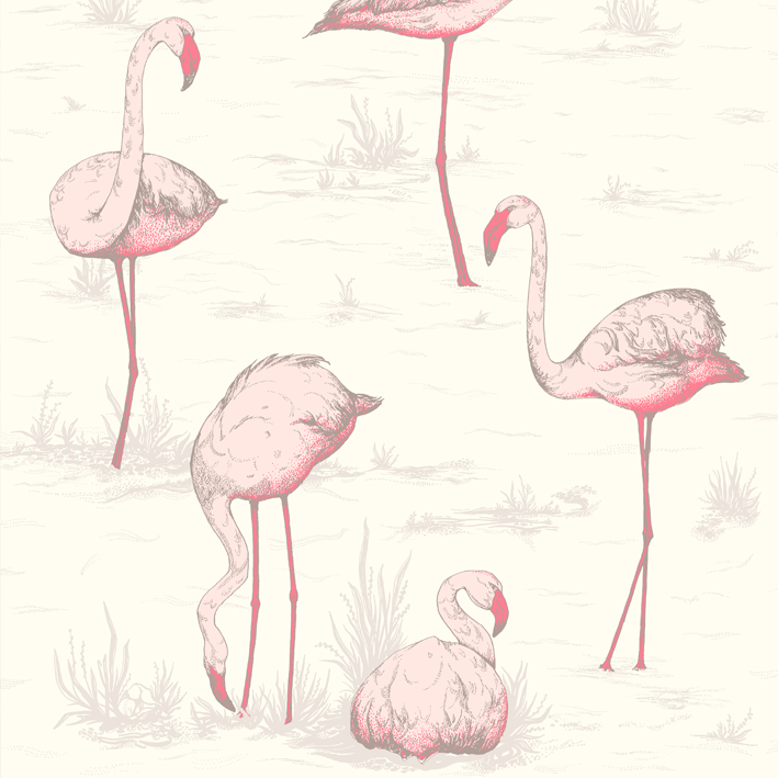 Flamingos