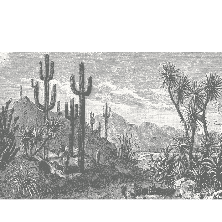 The Oasis Monochrome