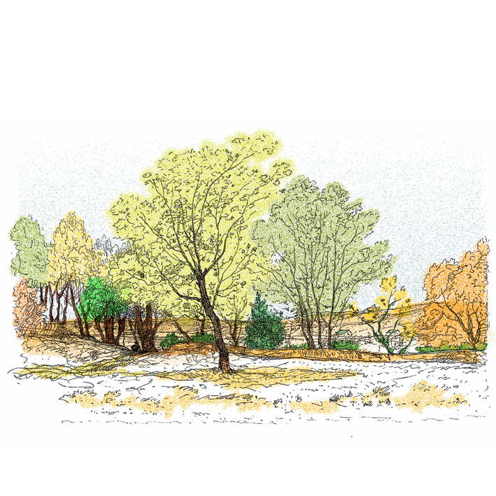 Paysage arbre été